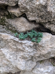 Sedum dasyphyllum