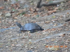 Melanochelys trijuga