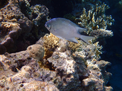 Amblyglyphidodon indicus