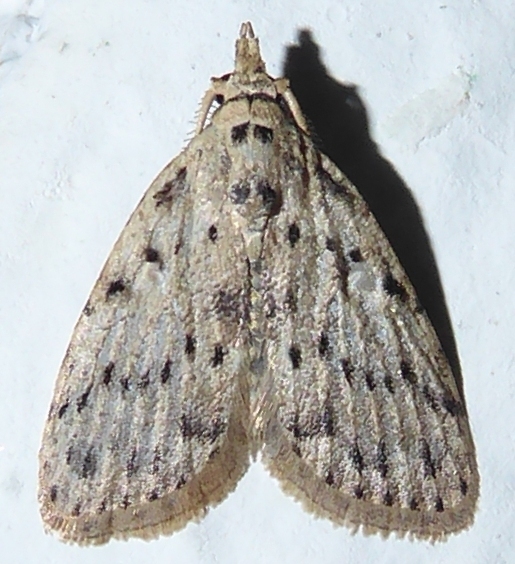 Manoba
