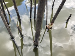 Hyperolius marmoratus taeniatus