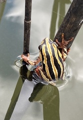 Hyperolius marmoratus taeniatus