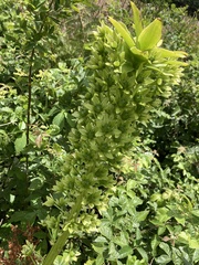 Eucomis autumnalis