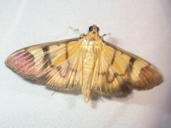Phostria