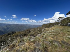 Rhodanthe anthemoides