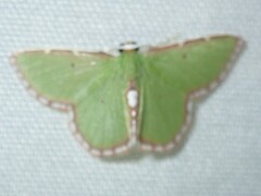 Synchlora expulsata