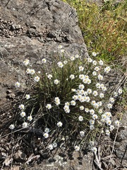 Rhodanthe anthemoides