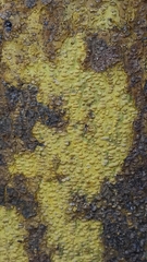 Maclura tinctoria