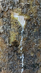 Maclura tinctoria