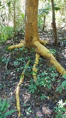 Maclura tinctoria