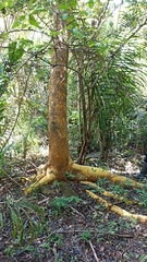 Maclura tinctoria