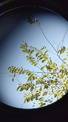 Maclura tinctoria