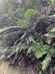 Gymnosphaera podophylla