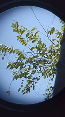 Maclura tinctoria