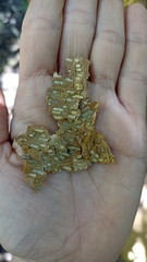 Maclura tinctoria