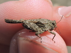 Paratettix mexicanus