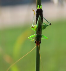 Conocephalus nigropleurum