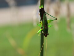 Conocephalus nigropleurum