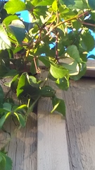 Parthenocissus inserta