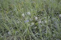 Clematis integrifolia