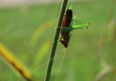 Conocephalus nigropleurum