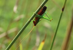 Conocephalus nigropleurum