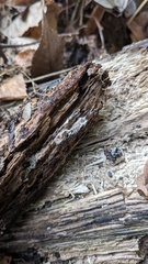 Henningsomyces candidus