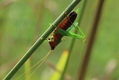 Conocephalus nigropleurum