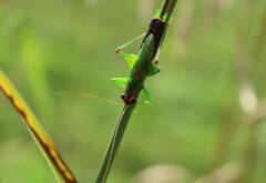 Conocephalus nigropleurum