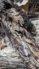 Henningsomyces candidus