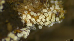 Henningsomyces candidus