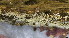 Henningsomyces candidus