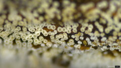 Henningsomyces candidus