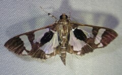 Desmia bajulalis