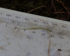 Platanthera macrophylla