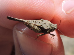 Paratettix mexicanus