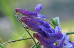 Vicia villosa villosa