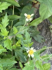 Tridax procumbens