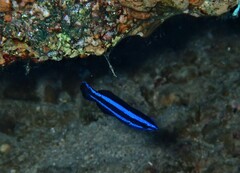 Larabicus quadrilineatus