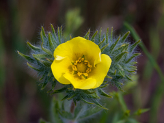 Potentilla recta