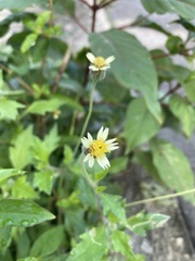 Tridax procumbens