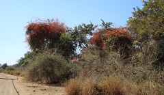 Combretum microphyllum
