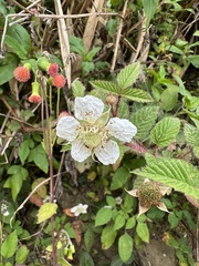 Rubus croceacanthus