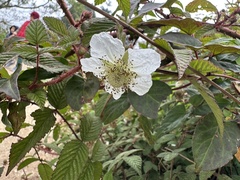 Rubus croceacanthus