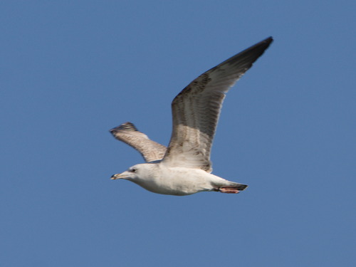 Gaviota del Caspio (Larus cachinnans)