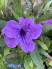 Ruellia simplex