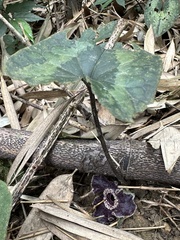 Asarum macranthum