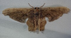 Calledapteryx dryopterata