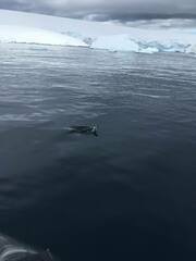 Pygoscelis antarcticus