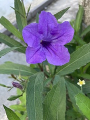 Ruellia simplex